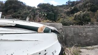 There was a brown tabby cat on a boat at the fishing port, so when I petted it, it happily snuggled up to me.