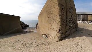 Cats on the breakwater in the evening