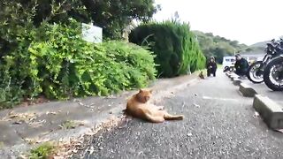 When I parked my bike in the parking lot, there was a cat, so he started nudging me.