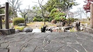 The cats in the garden have gathered. The lame black cat is a little scared