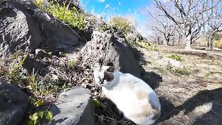 There was a cat in the open space by the road, so I stopped my bike and came to pet it.