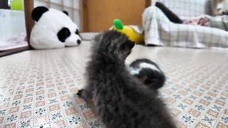 Wandering kitten wrestling is too cute