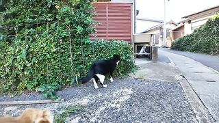 Cats gather on the stone benches near the fishing port on Cat Island.