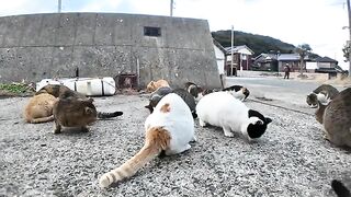 Cats on the island are eating dinner