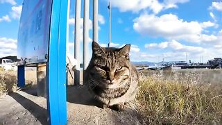 When I stroked a brown tabby cat sitting on the roadside, a brown tabby cat also came to be petted.