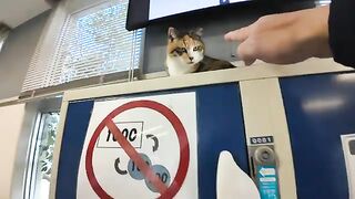 The cat at the ticket counter comes down from the top of the locker when people come over to get mofued.