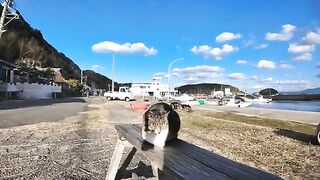 There was a cat sitting on a bench at the fishing port, so when I sat down next to it, another cat also sat down with me.