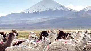 Sahama National Park, Bolivia