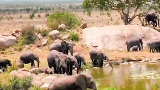 Serengeti National Park, Tanzania