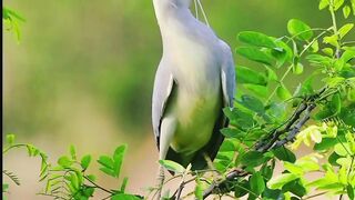 Beautiful Birds | Natural Birds | Trending Viral Video