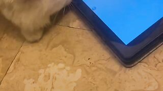 Persian cat playing fish game on  tablet