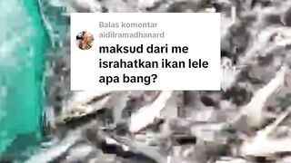 Yang dimaksud mengistirahatkan ikan lele itu bagaimana❓