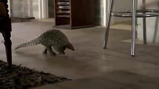 Bun the pangolin.