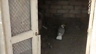 best pigeon game video