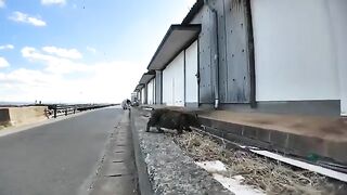 The cat on Nekojima tried to run away at first, but ended up coming to be mofued.