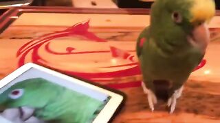 Funny Parrot Singing