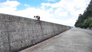 A calico cat goes up to the breakwater to be petted