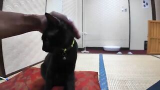 A black cat came to my room to play, and it seemed like it was bothering me, so I decided to play with it.