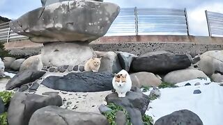 Cats gather at the port, and for some reason the black cat starts fighting.