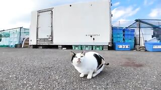 The heart-shaped calico cat at the fishing port always comes to get mofued.