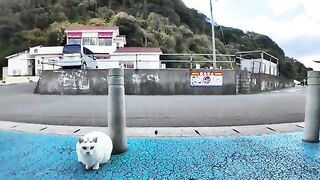 A friendly Λ cat and a white pheasant cat that doesn't want people to touch it