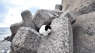 A gathering of cats on the breakwater