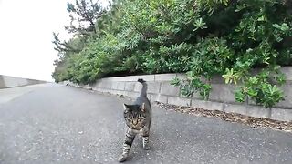 A brown tabby cat in a seaside park came to be mowed down, but was chased away by another cat.