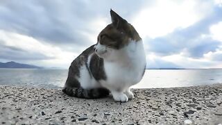 Cat walking on the breakwater