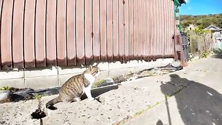 A cat who pretends to go into a hole in a gutter but can't get in after all