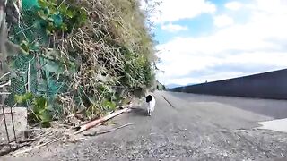 I followed a stray cat walking along the path along the coast.