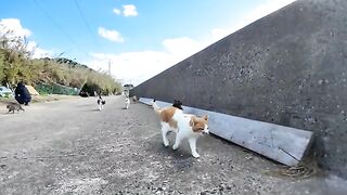 Cats flocking to the breakwater