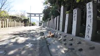 The brown tabby cat that was on the approach to the shrine was so cute that it snuggled up to people when they came.