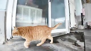 A brown tabby cat at the fishing port talked to me about something.