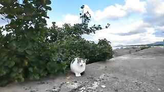 I met a cat that talked a lot on the breakwater.