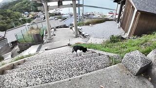 When I went to the shrine on the hill of Nekojima, a cat came walking from below.