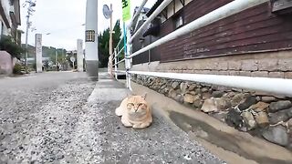 When I tried to pet a cat sleeping on the roadside, another cat immediately intervened.