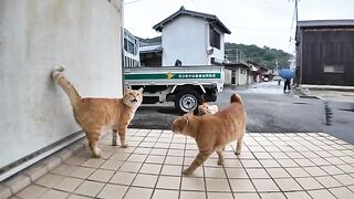 While I was walking around Cat Island, it started raining, so I took shelter under the eaves and the cats came too.