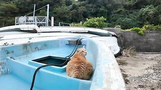 A cat sleeping in a boat graveyard at a fishing port wakes up and comes to get mofu when you approach it.