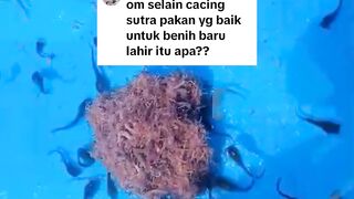 Selain CACING SUTERA Apa pakan yang bagus untuk LARVA lele