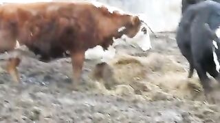 Cow taking a dump