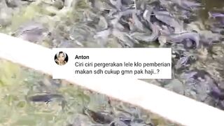 Ciri-ciri ikan lele sudah kenyang dan stop pemberian pakan