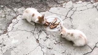 Do you know how kittens eat meat?