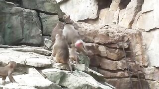 Pavian Kampf Baboon Fight Territorial