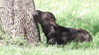 Lion Kills Baby Cow