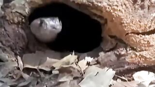 Komodo dragon tries to swallow king cobra but fails ~ Mongoose attacks snakes