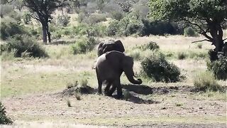 Opportunistic Mating Young Elephant Bull