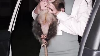 Pet Possum