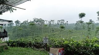 KEBUN TEH