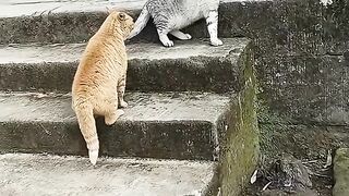 funny cat