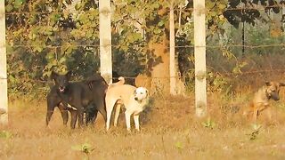 Cool Season In Rural Village | Village Dog Meeting after Raining In Middle Village